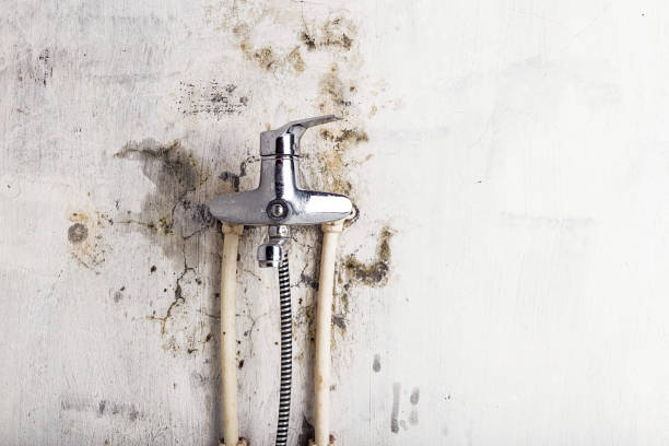 Best Mold Cleaning Services  in Walce, LA