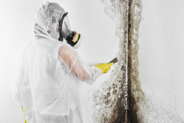 Best Professional Mold Removal  in Walce, LA