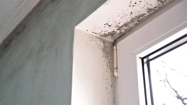 Best Residential Mold Removal  in Walce, LA