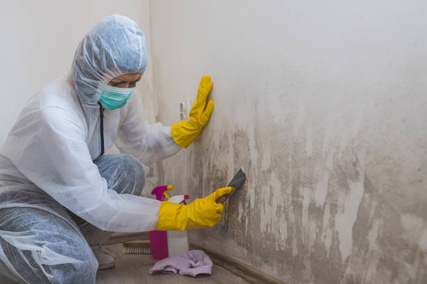 Best Mold Remediation  in Walce, LA