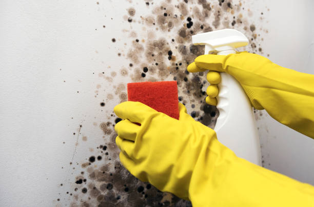 Best Mold Inspection  in Walce, LA