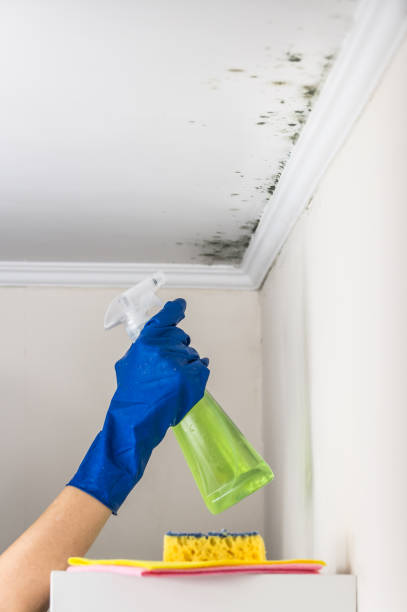 Best Black Mold Removal  in Walce, LA