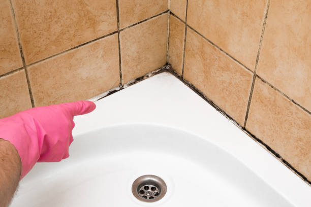Best Fast Mold Removal  in Walce, LA