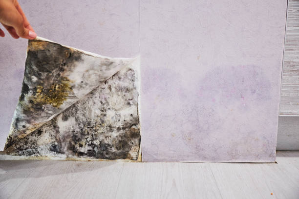 Best Black Mold Removal  in Walce, LA